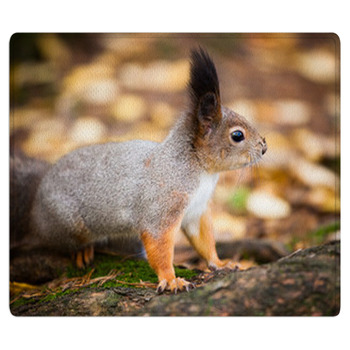 Eurasian Red Squirrel In The Wild Area Rug
