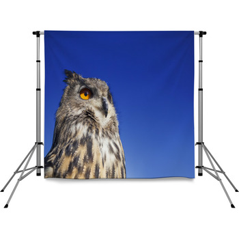 European Eagle Owl Pole Pocket Backdrop