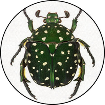 Exotic Flower Beetle Protaetia Niveoguttata Round Rug