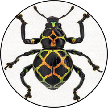 Exotic Weevil Pachyrhynchus Reticulatus Round Rug