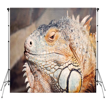 Exotics Custom Size Backdrop