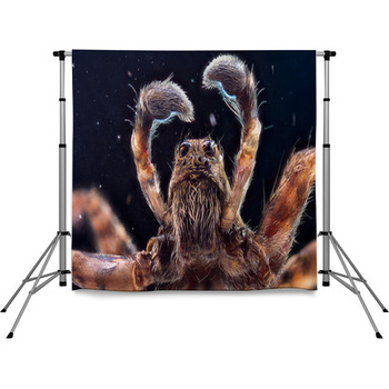 Extra Sharp Shot Of The Male Wolf Pole Pocket Backdrop