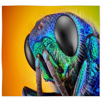 Extremely sharp and detailed study of a Cuckoo wasp (Holopyga