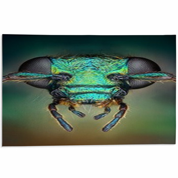 Extreme Sharp And Detailed View Of Green Area Rug