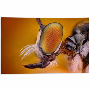 Extreme Sharp And Detailed View Of Robber Fly Area Rug