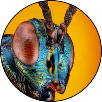 Extreme Sharp And Detailed View Of Small Round Rug
