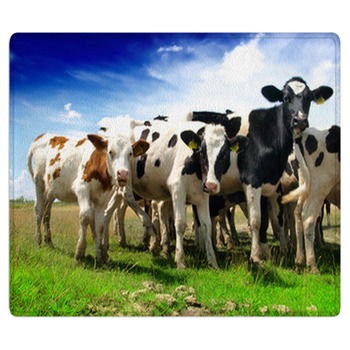 Farm Animal Rugs