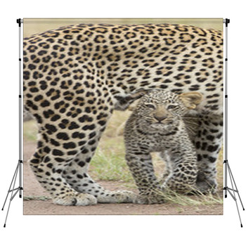 Female African Leopard Walking Custom Size Backdrop