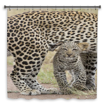 Female African Leopard Walking With Her Shower Curtain