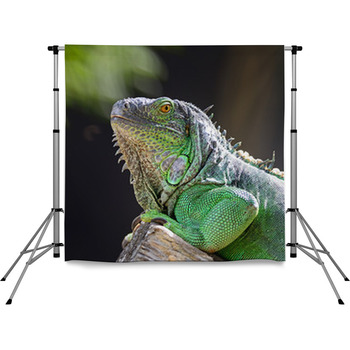 Female Green Iguana Pole Pocket Backdrop