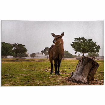 Female Waterbuck Standing Next To A Tree Trunck Area Rug