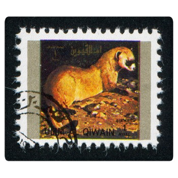 Ferret Rugs