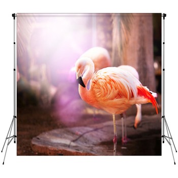 Flamingo Custom Size Backdrop