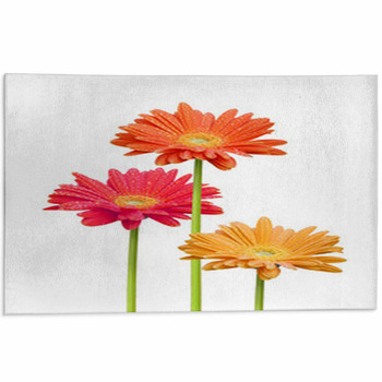 Fleurs Colorées Area Rug
