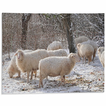Sheep Area Rugs & Floor Mats