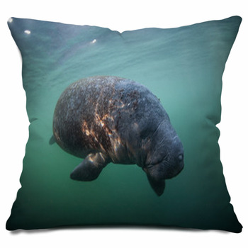 manatee body pillow