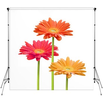 Flower Backdrops