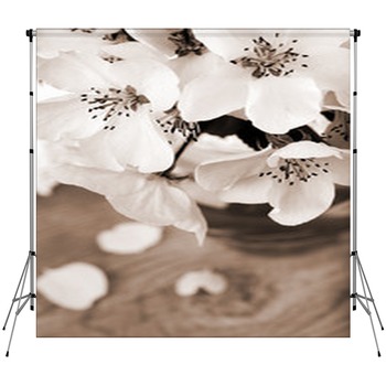 Flower Of Apple Tree, Processed In  Custom Size Backdrop