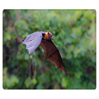 Flying Lyle's Flying Fox (Pteropus Lylei) Bath Mat
