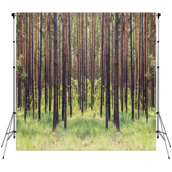 Forest Custom Size Backdrop