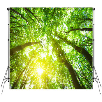 Forest Trees Fleece Backdrop