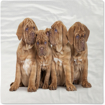 Four French Mastiff Puppies Baby Blanket