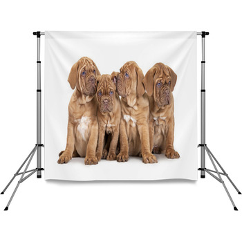 Four French Mastiff Puppies Pole Pocket Backdrop