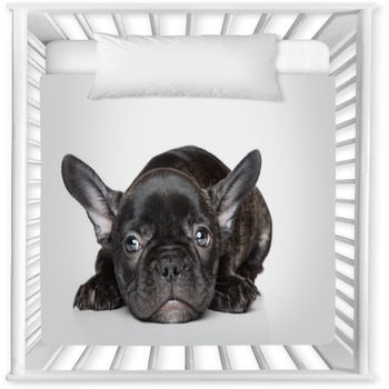 French Bulldog Puppy Lies On A Baby Crib Comforter