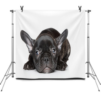 French Bulldog Puppy Lies On A White Fleece Backdrop