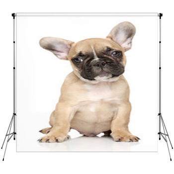 French Bulldog Puppy Portrait Fleece Backdrop