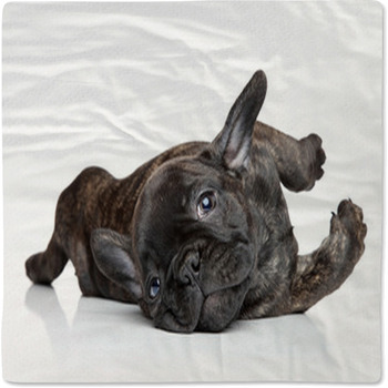 French Bulldog Puppy Resting Baby Blanket