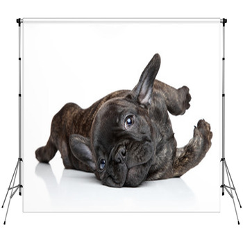 French Bulldog Puppy Resting Custom Size Backdrop