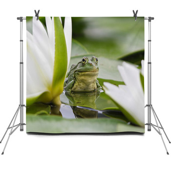 Frog Among White Lilies Fleece Backdrop