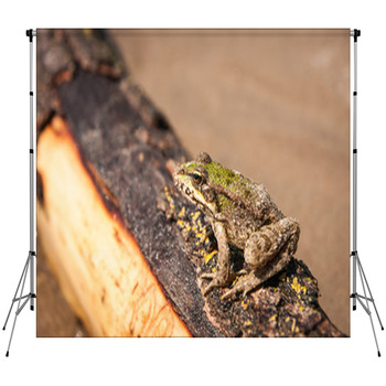 Frog And A Log Ahtuba Russia Fleece Backdrop