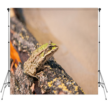 Frog And A Log Ahtuba Russia Fleece Backdrop