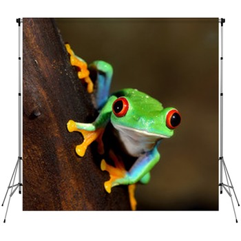 Frog Backdrops