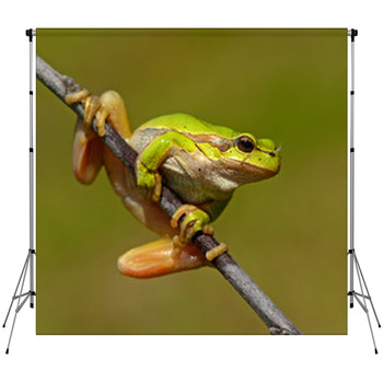 Frog Custom Size Backdrop