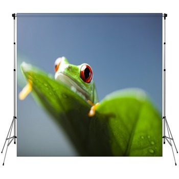 Frog  Custom Size Backdrop
