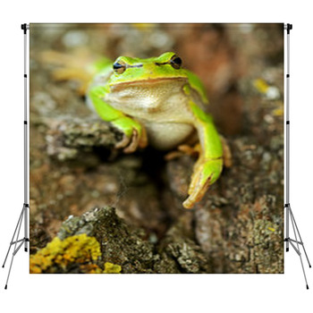 Frog Fleece Backdrop