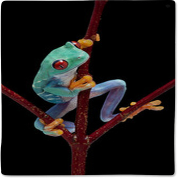 Frog Looking Around Red Vine Baby Blanket