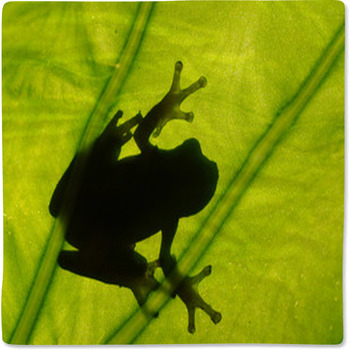Frog On The Leaf Baby Blanket