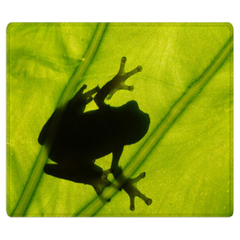 Frog On The Leaf Bath Mat
