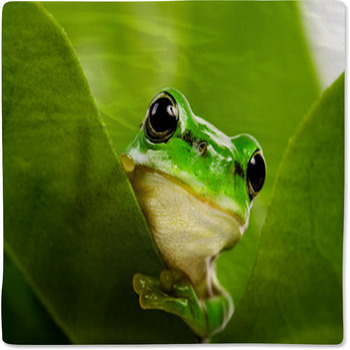 Frog Peeking Out Baby Blanket