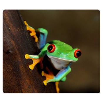 Frog Rugs