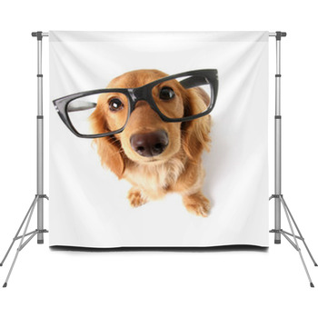 Funny Dachshund. Custom Size Backdrop