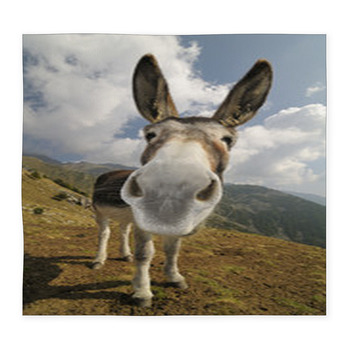 Funny Donkey, Equus Africanus Custom Size Floor Mat
