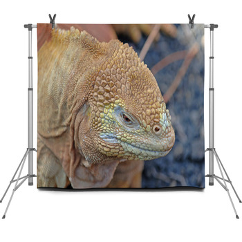 Galapagos Land Iguana, Galapagos Fleece Backdrop