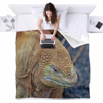bedding for iguana