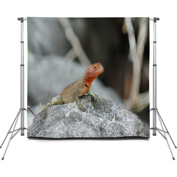 Galapagos Lava Lizard (Microlophus  Custom Size Backdrop