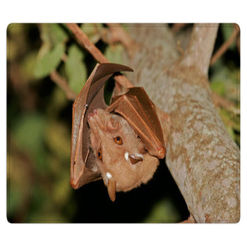 Gambian Epauletted Fruit Bat (Epomophorus Bath Mat